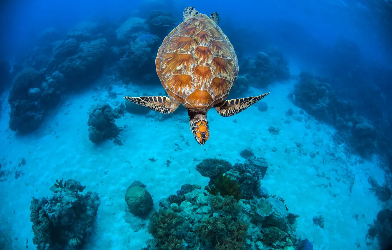 Photo wallpaper sea, turtle, the bottom, corals, underwater world, under water, sea turtle, sea