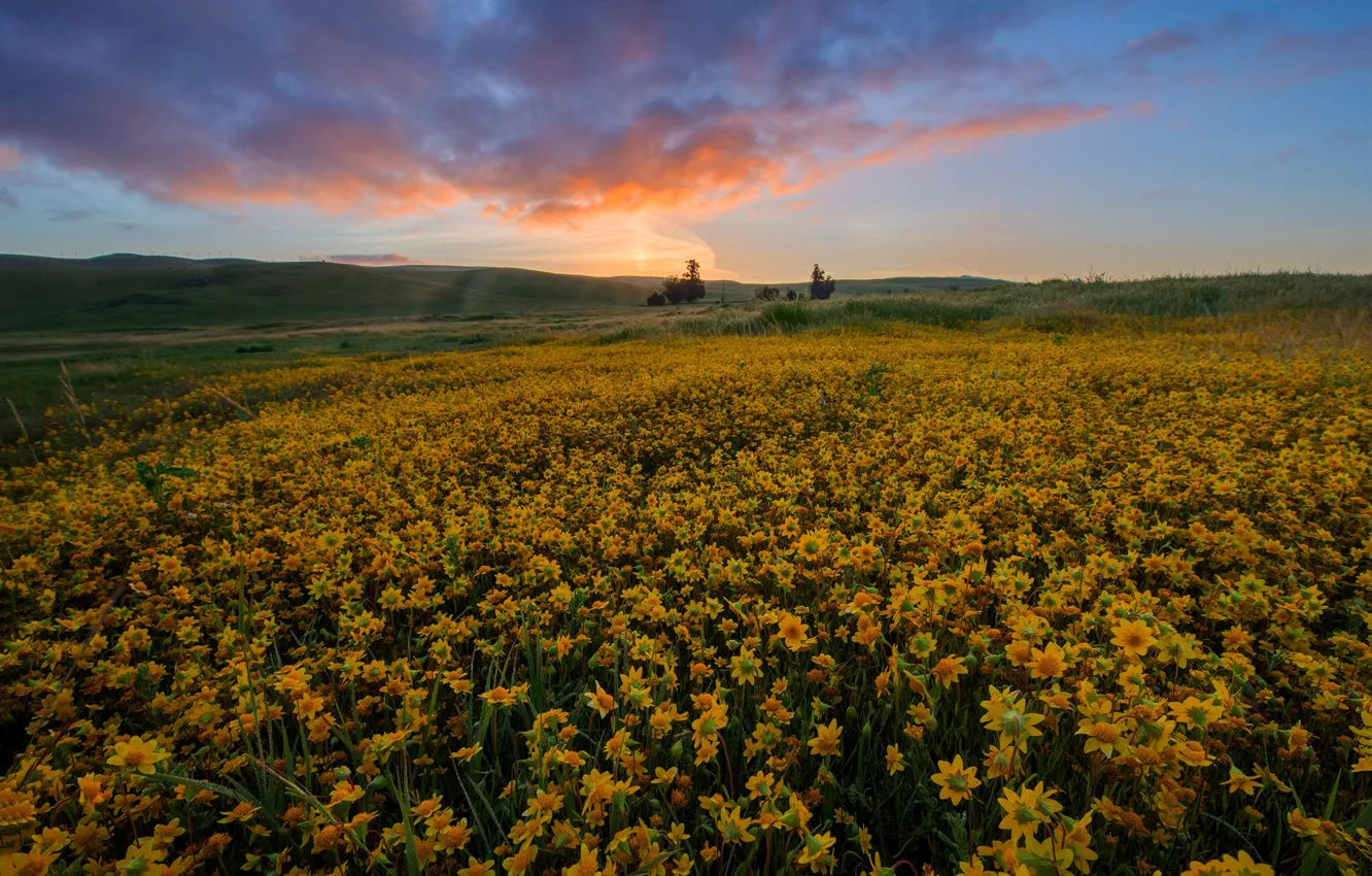 Photo wallpaper field, summer, the sky, flowers, hills, yellow