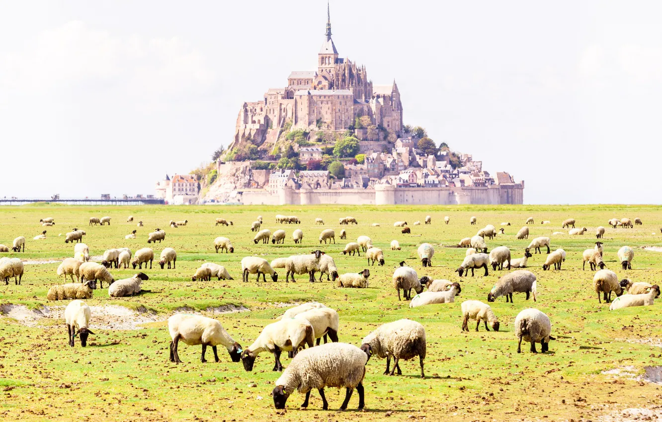 Photo wallpaper field, castle, France, sheep, the monastery, Normandy, Mont-Saint-Michel