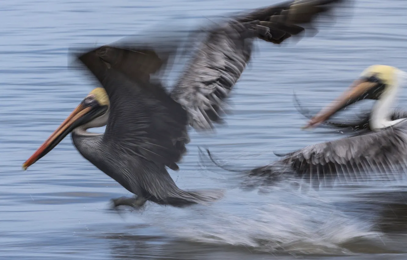 Photo wallpaper bird, wings, beak, blur, Pelican