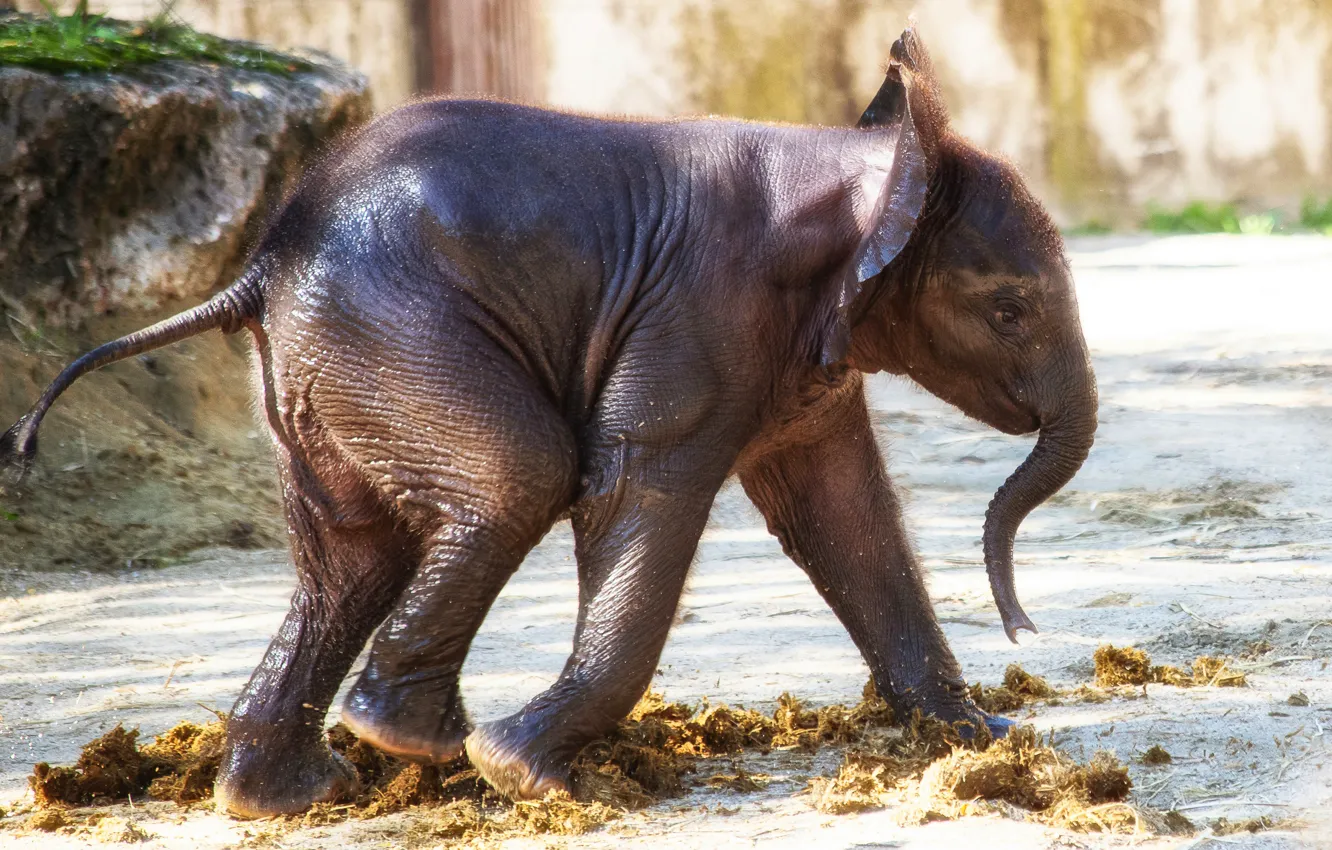 Photo wallpaper nature, elephant, walk, elephant