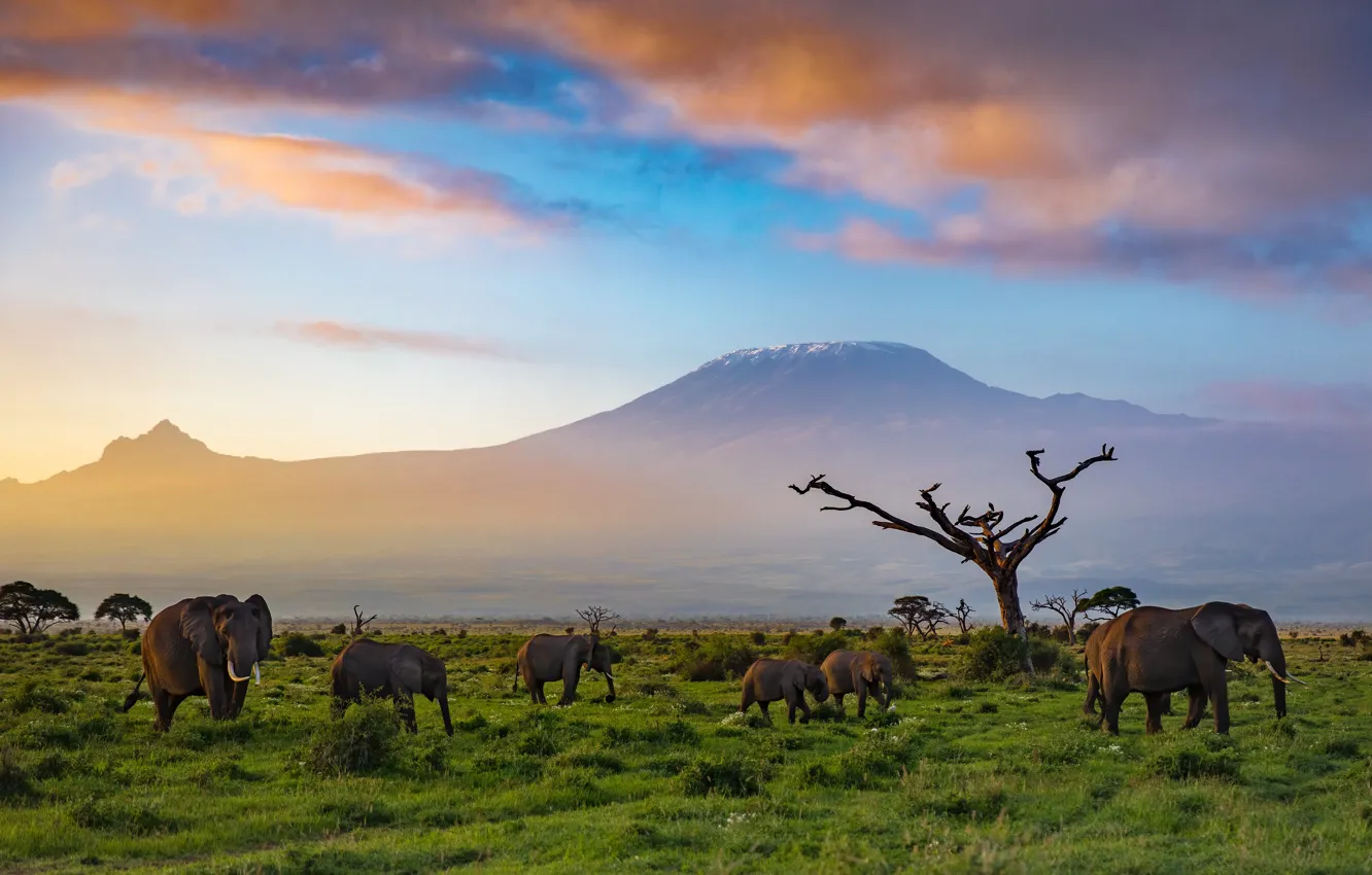 Photo wallpaper clouds, trees, mountains, nature, elephant, Savannah, Africa, a lot