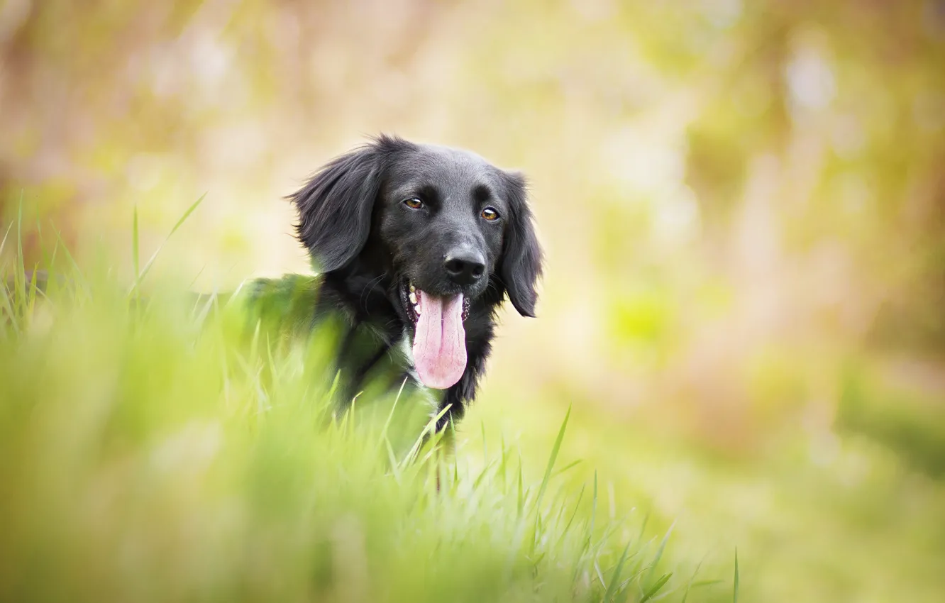 Photo wallpaper dog, black, weed, bokeh