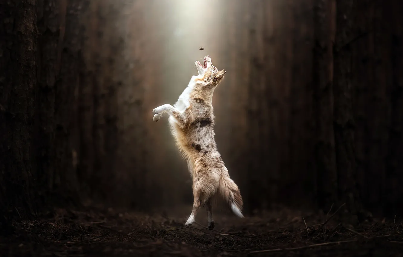 Photo wallpaper forest, each, dog