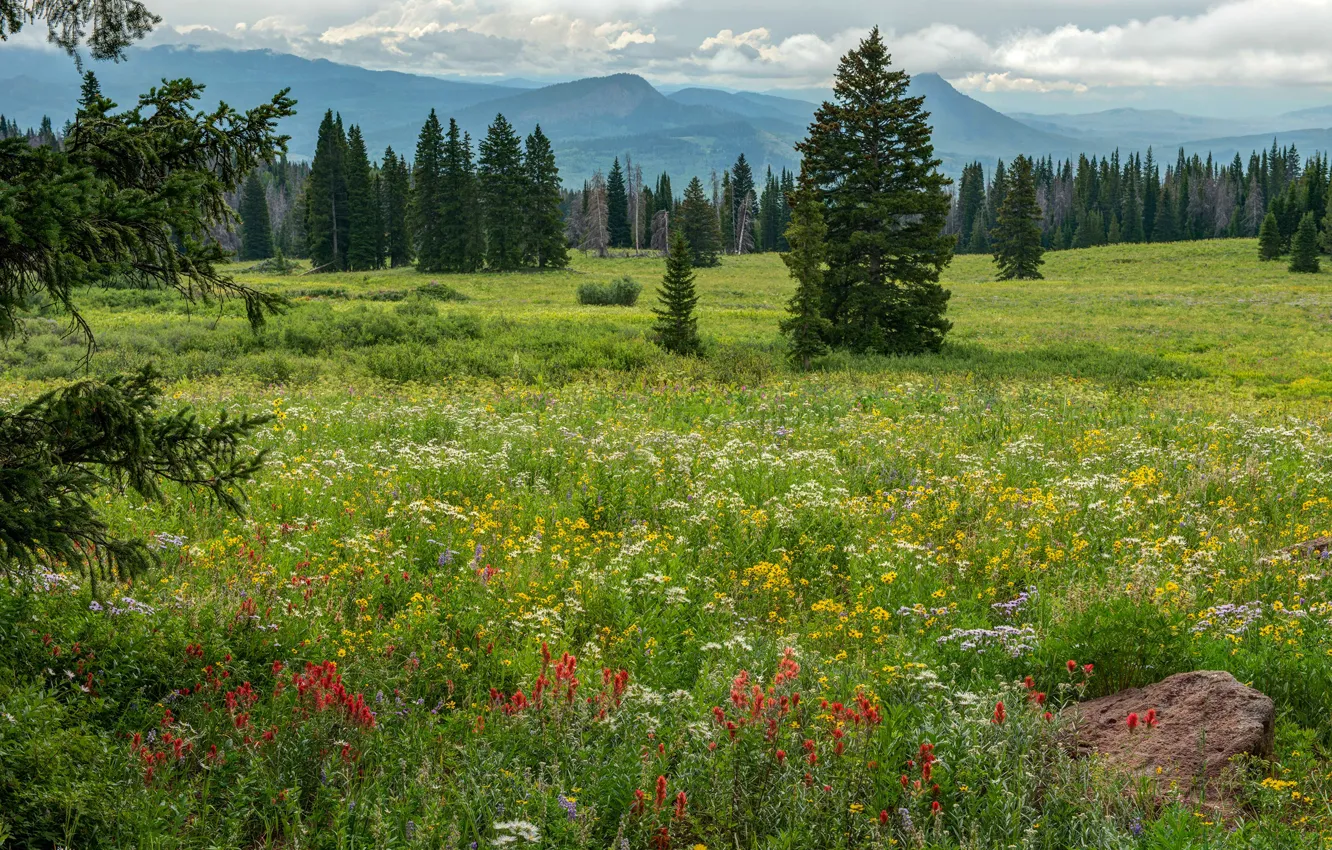 Photo wallpaper greens, forest, summer, the sky, grass, the sun, clouds, trees