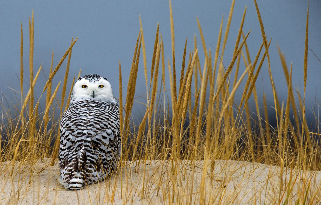 Photo wallpaper sand, grass, look, owl, spikelets, polar
