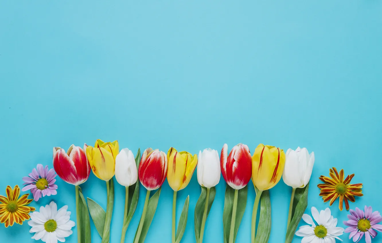 Photo wallpaper flowers, tulips, buds, chrysanthemum, blue background