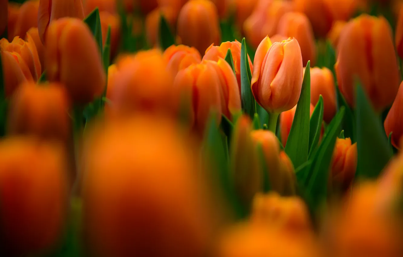 Photo wallpaper tulips, buds, bokeh