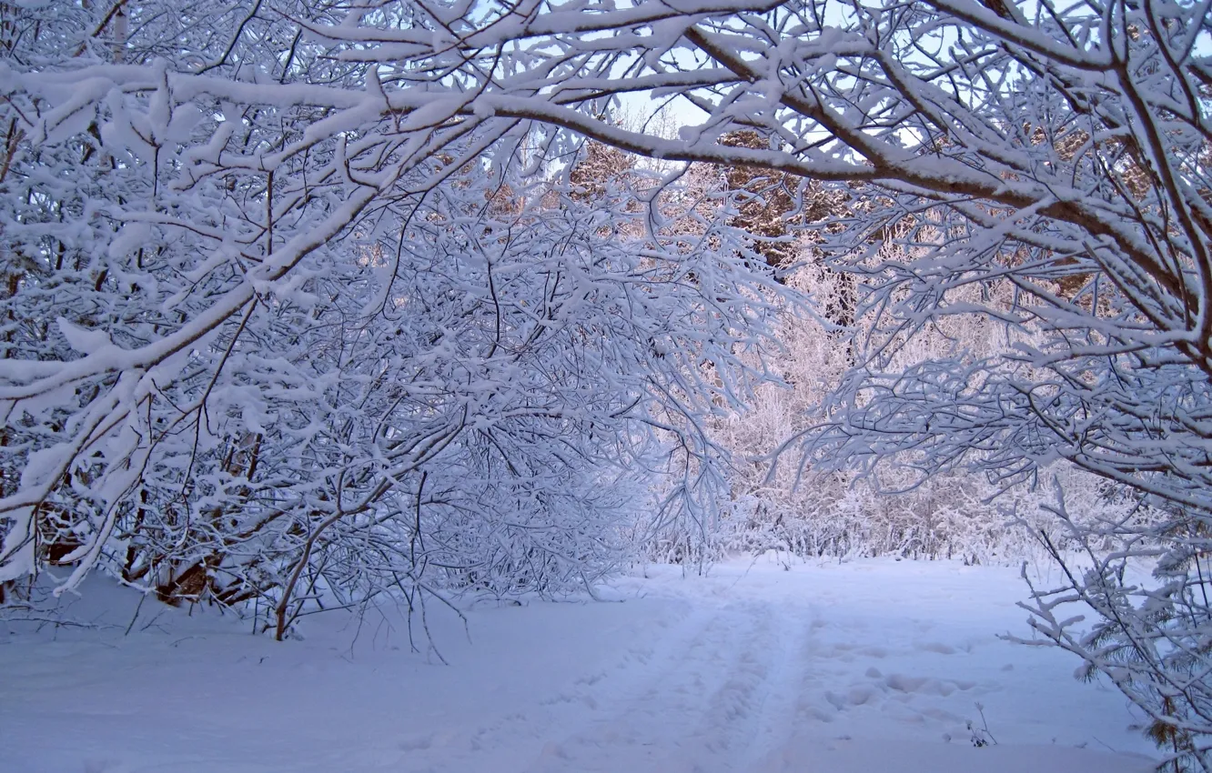 Photo wallpaper winter, forest, snow, trees, nature