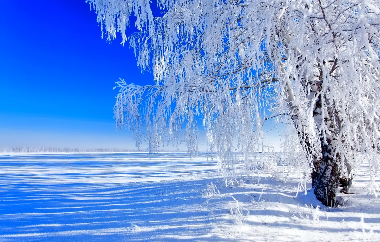 Photo wallpaper field, the sky, snow, tree, Winter