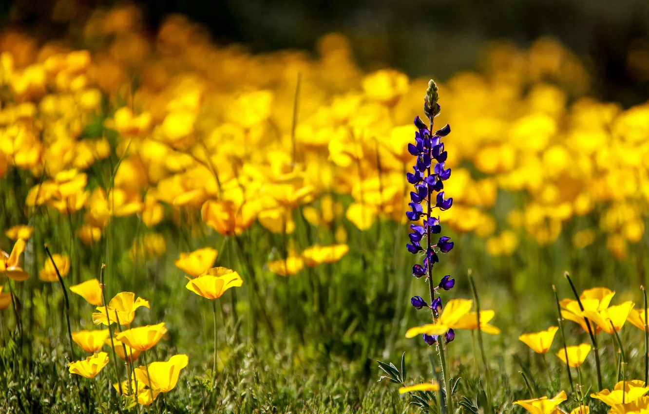 Photo wallpaper purple, flowers, yellow, glade, field, snapdragons