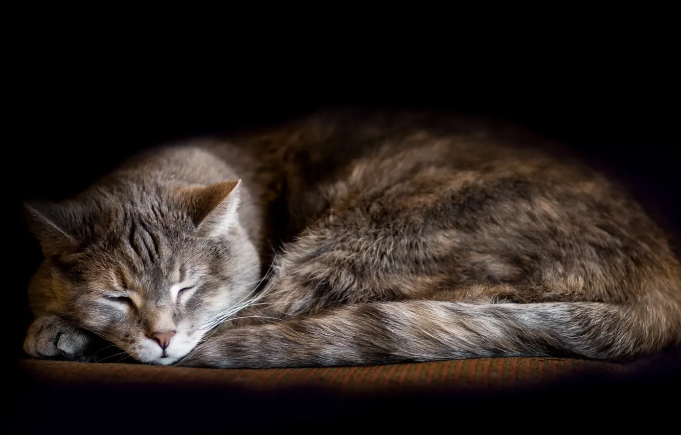 Photo wallpaper cat, comfort, home
