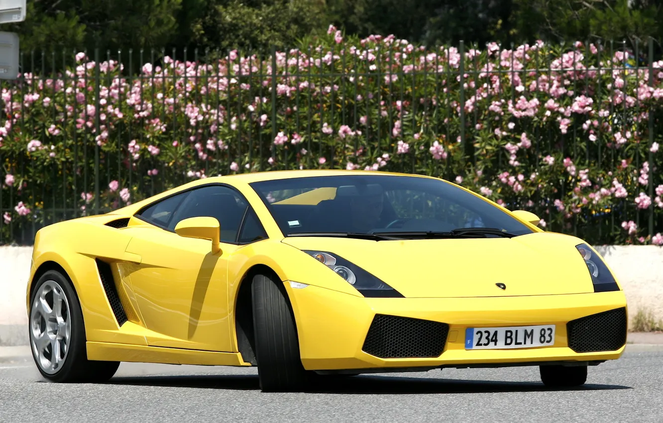 Photo wallpaper flowers, yellow, the fence, the bushes, yellow, Lamborghini, Gallardo, Lamborghini Gallardo