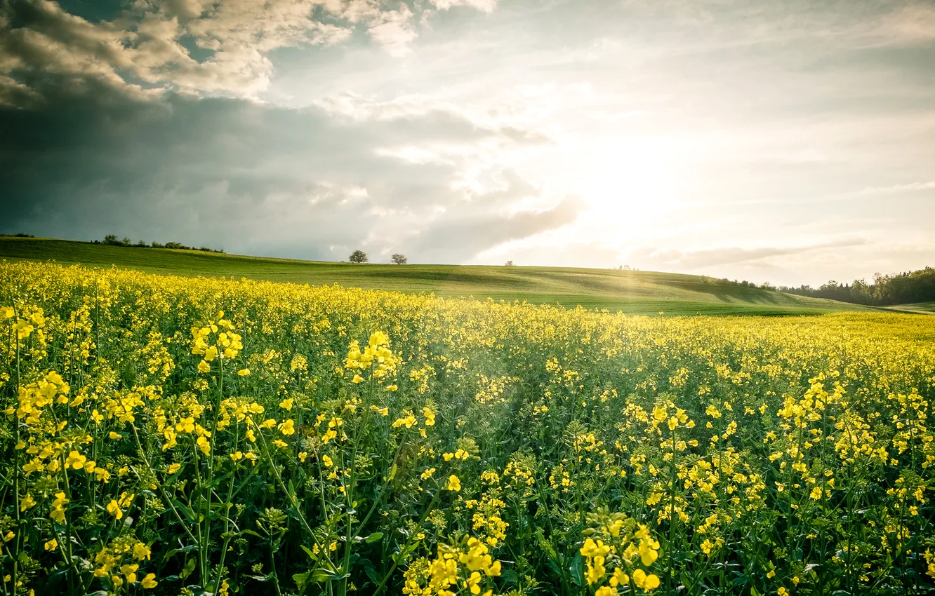 Photo wallpaper field, the sky, clouds, trees, flowers, hills, rape