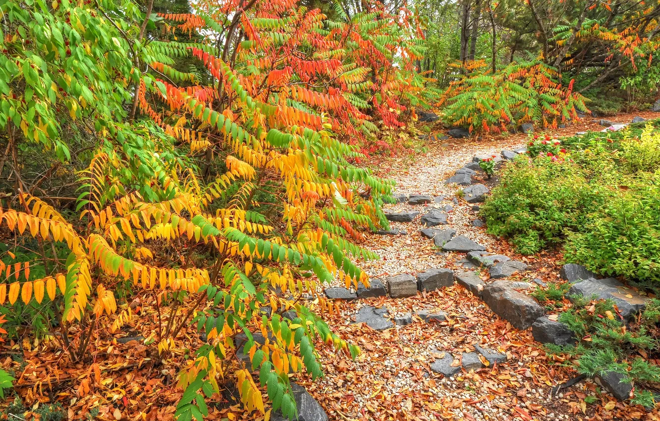 Photo wallpaper autumn, leaves, trees, Park, track