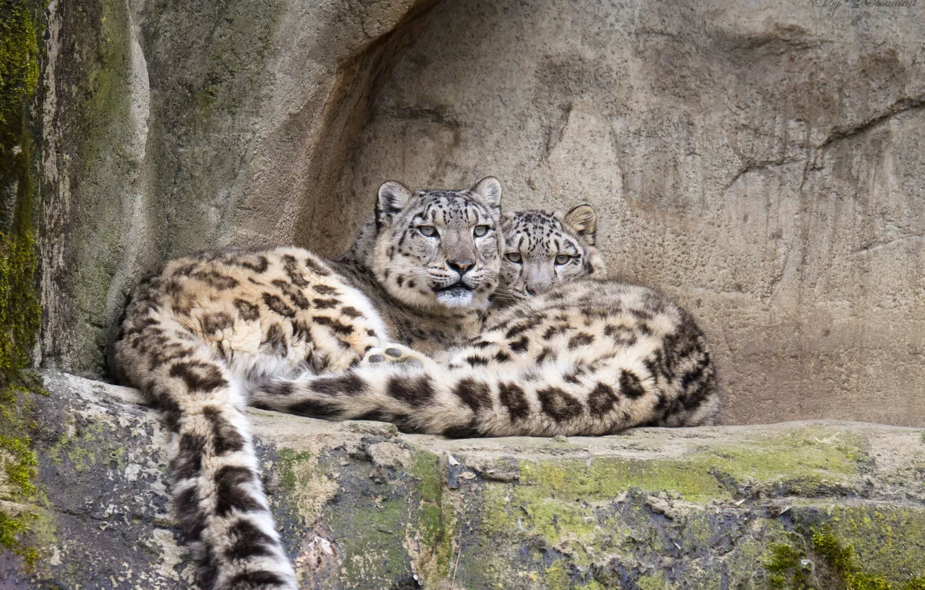 Photo wallpaper cat, stones, pair, IRBIS, snow leopard
