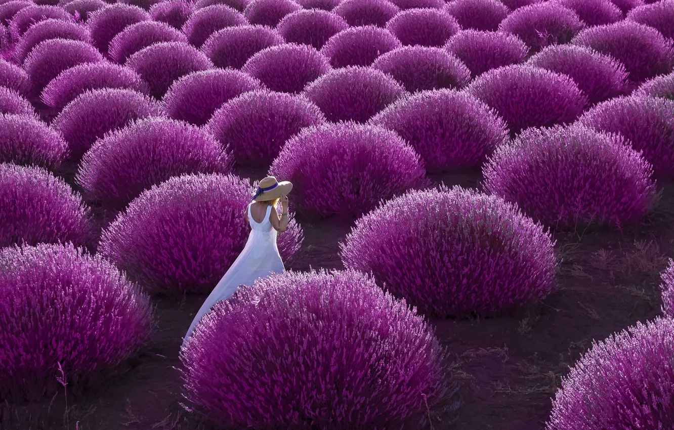 Photo wallpaper field, girl, woman, walk, the bushes, lavender