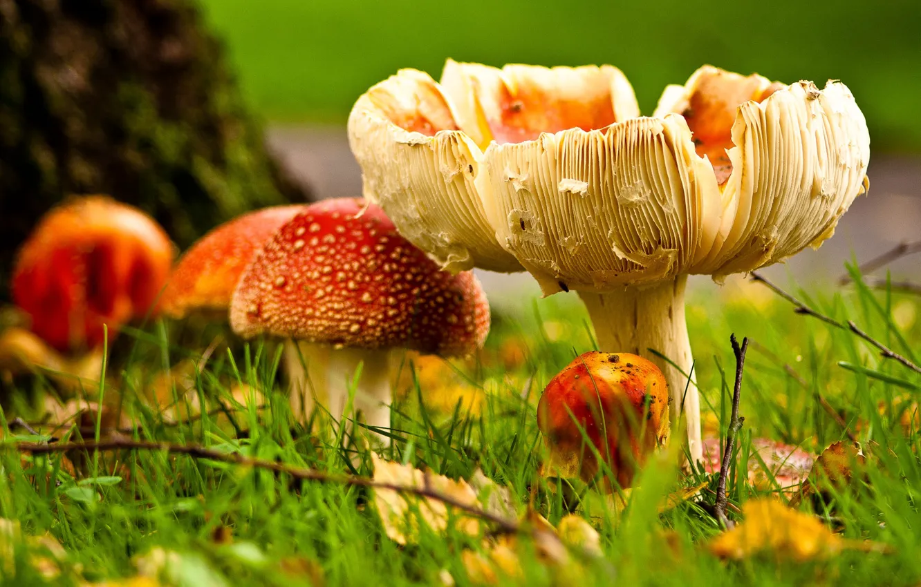 Photo wallpaper autumn, leaves, glade, mushrooms, mushroom, family
