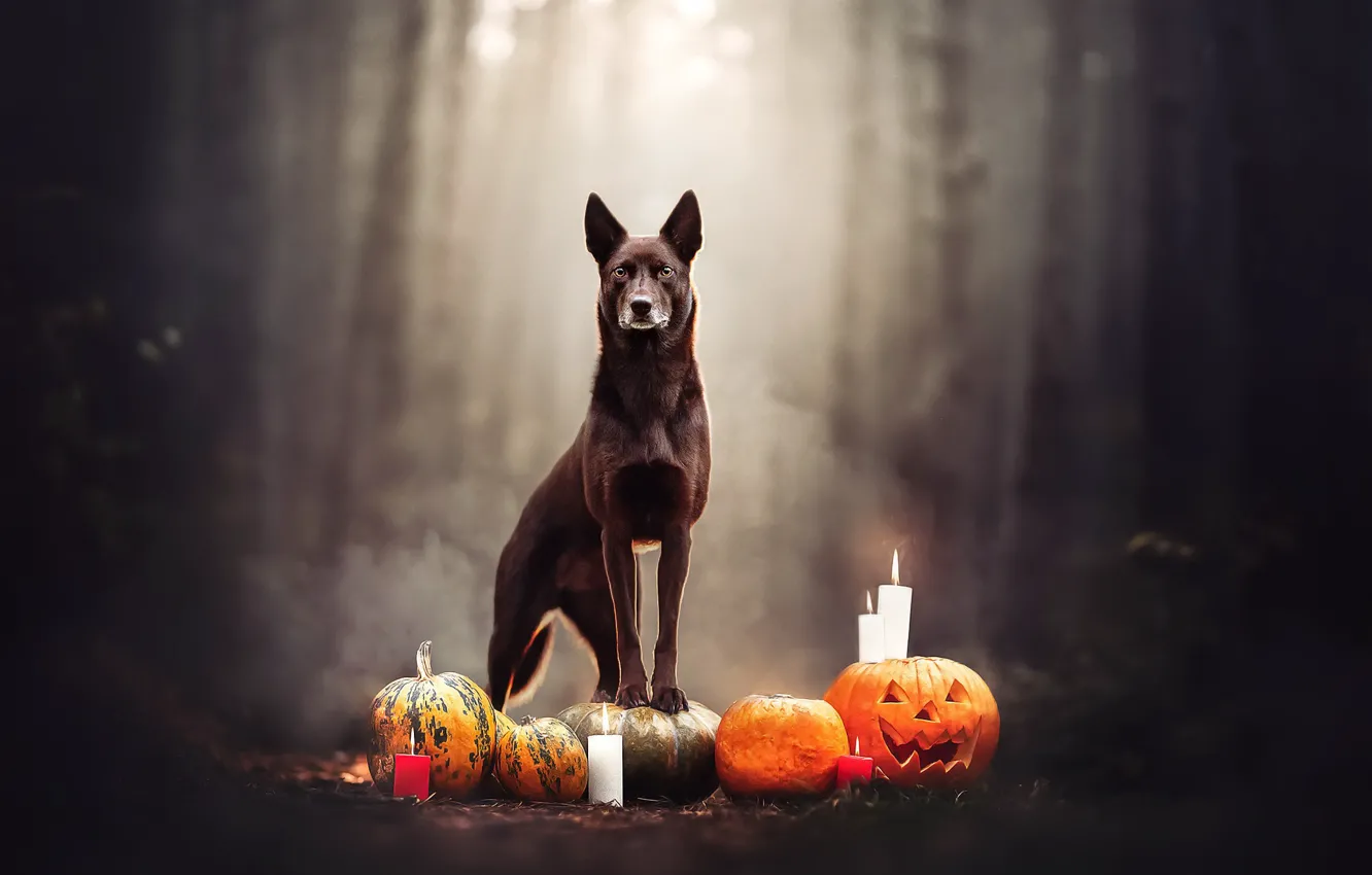 Wallpaper background, dog, Halloween for mobile and desktop, section