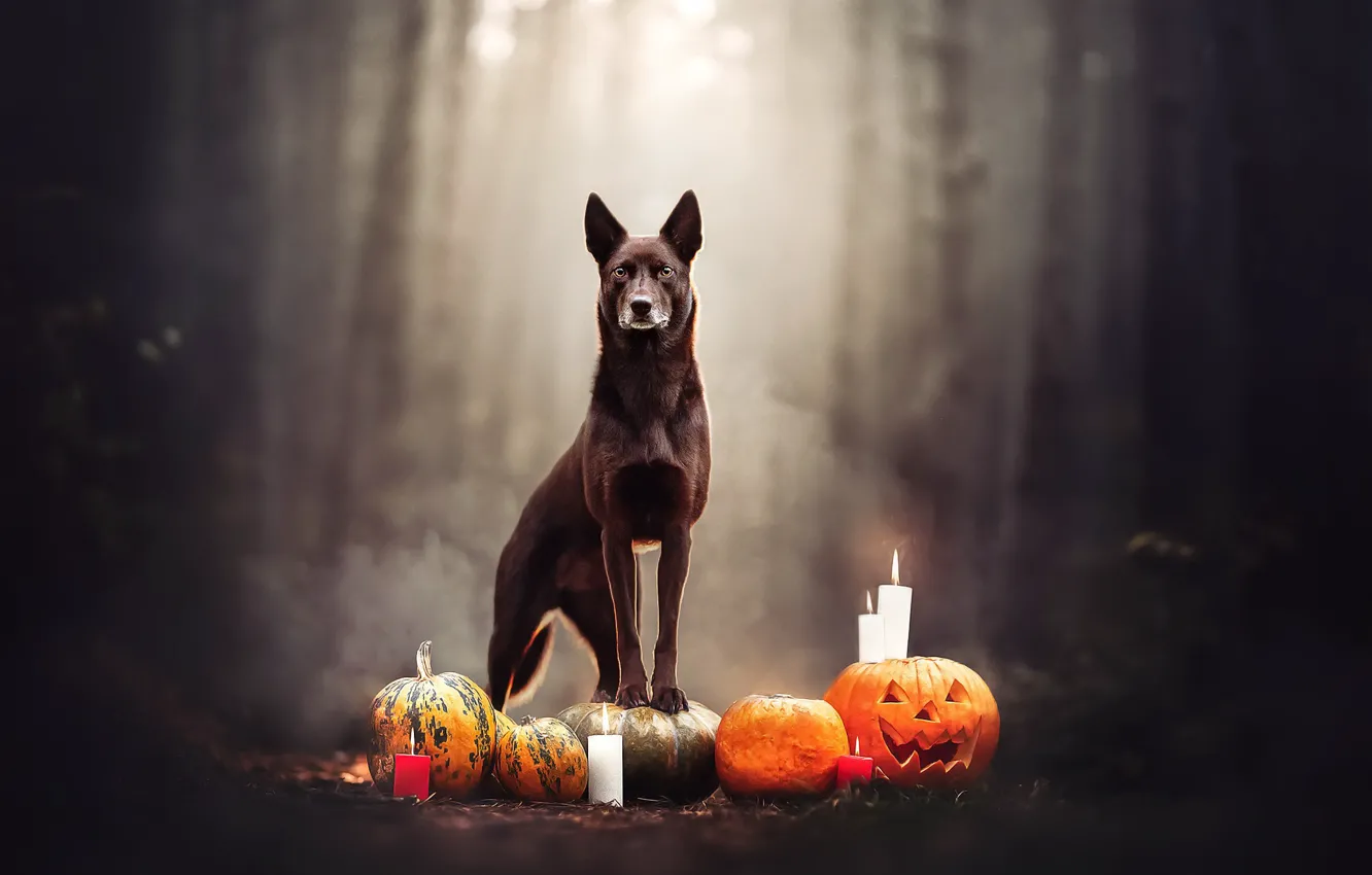 Photo wallpaper background, dog, Halloween