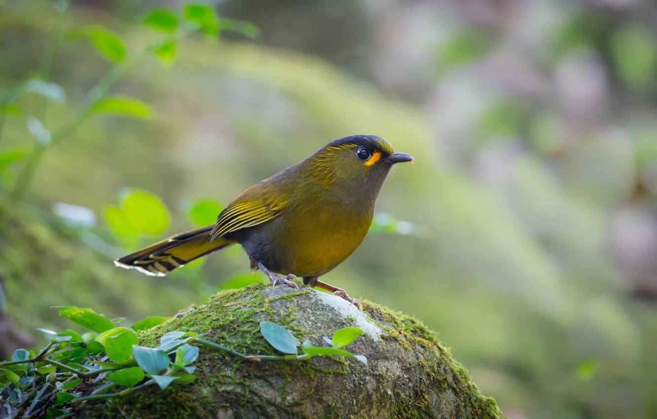 Photo wallpaper stones, bird, moss, bird