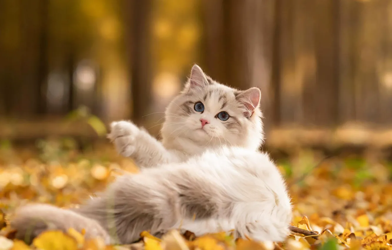 Photo wallpaper autumn, cat, white, trees, nature, pose, Park, foliage