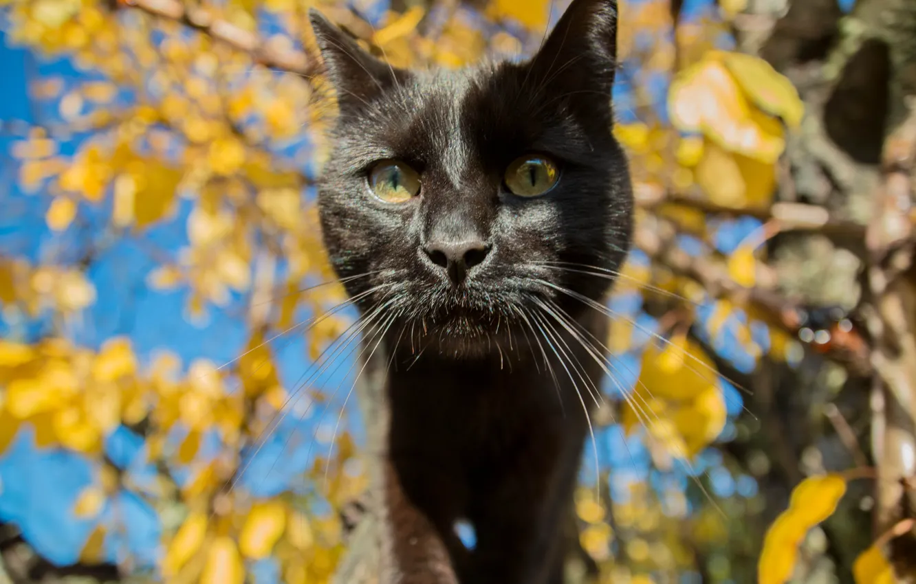 Photo wallpaper eyes, cat, mustache, background, pug