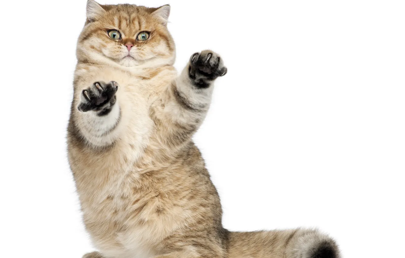 Photo wallpaper cat, background, paws, fluffy, animal. look