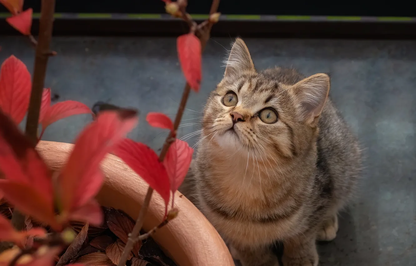 Photo wallpaper cat, look, kitty, plant