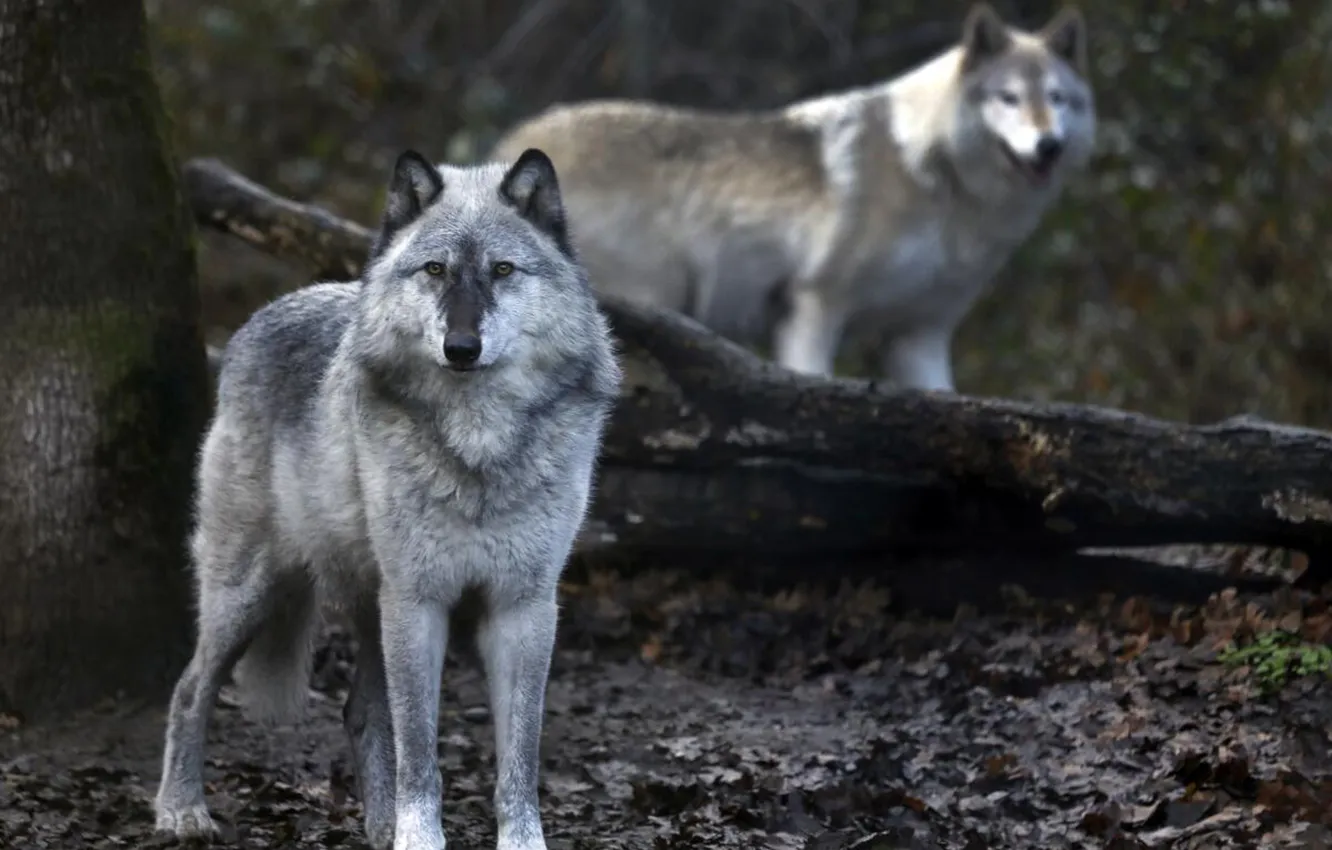 Photo wallpaper nature, Gray Wolf, face, animal, wolf, canis lupus, wildlife, head