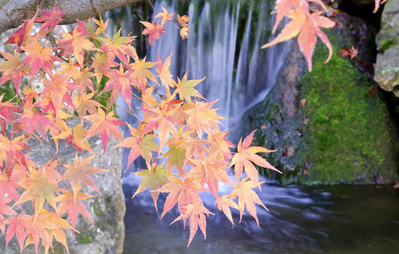 Photo wallpaper autumn, leaves, stream, the crimson