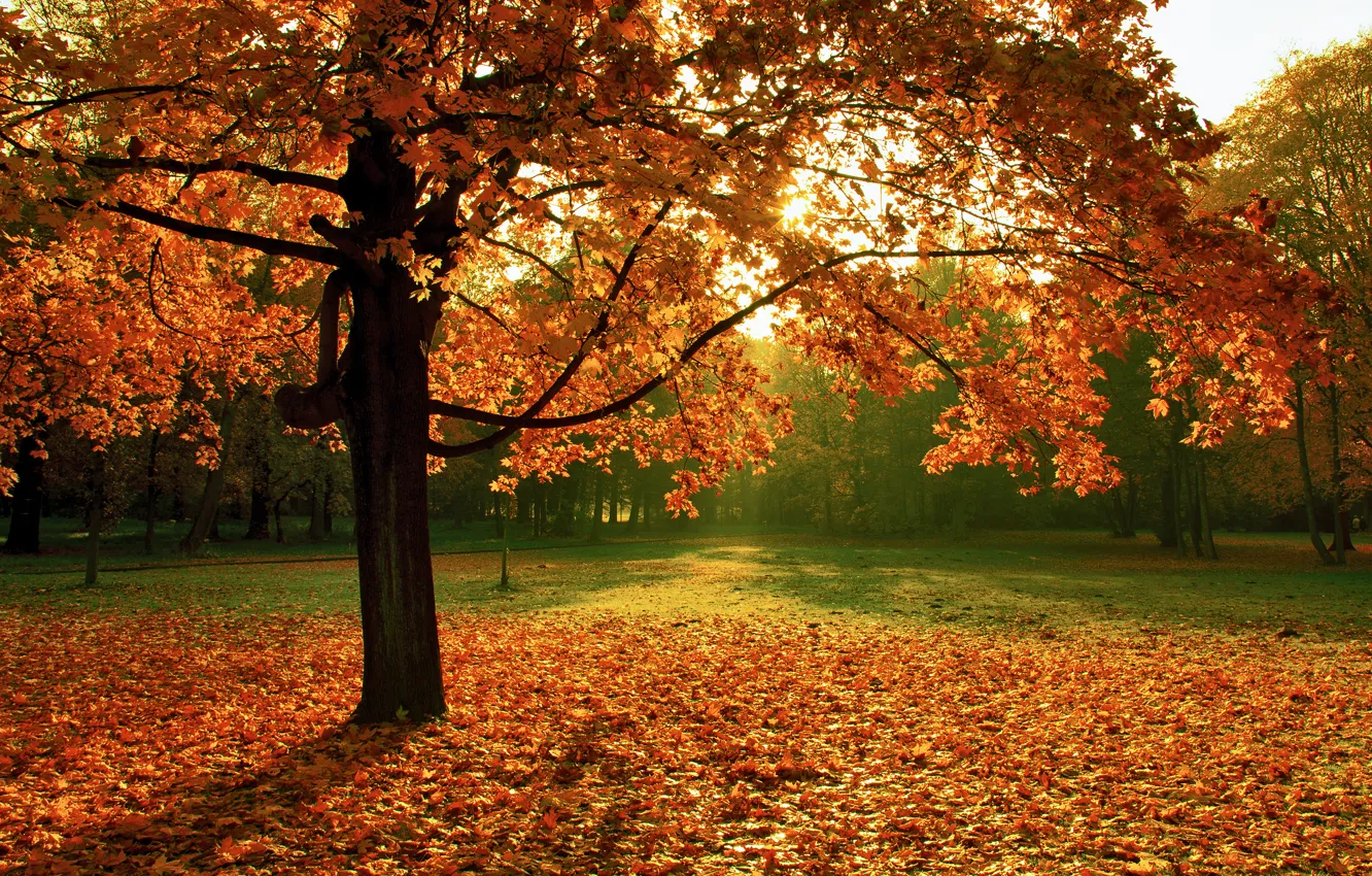 Photo wallpaper autumn, nature, Park, tree, foliage