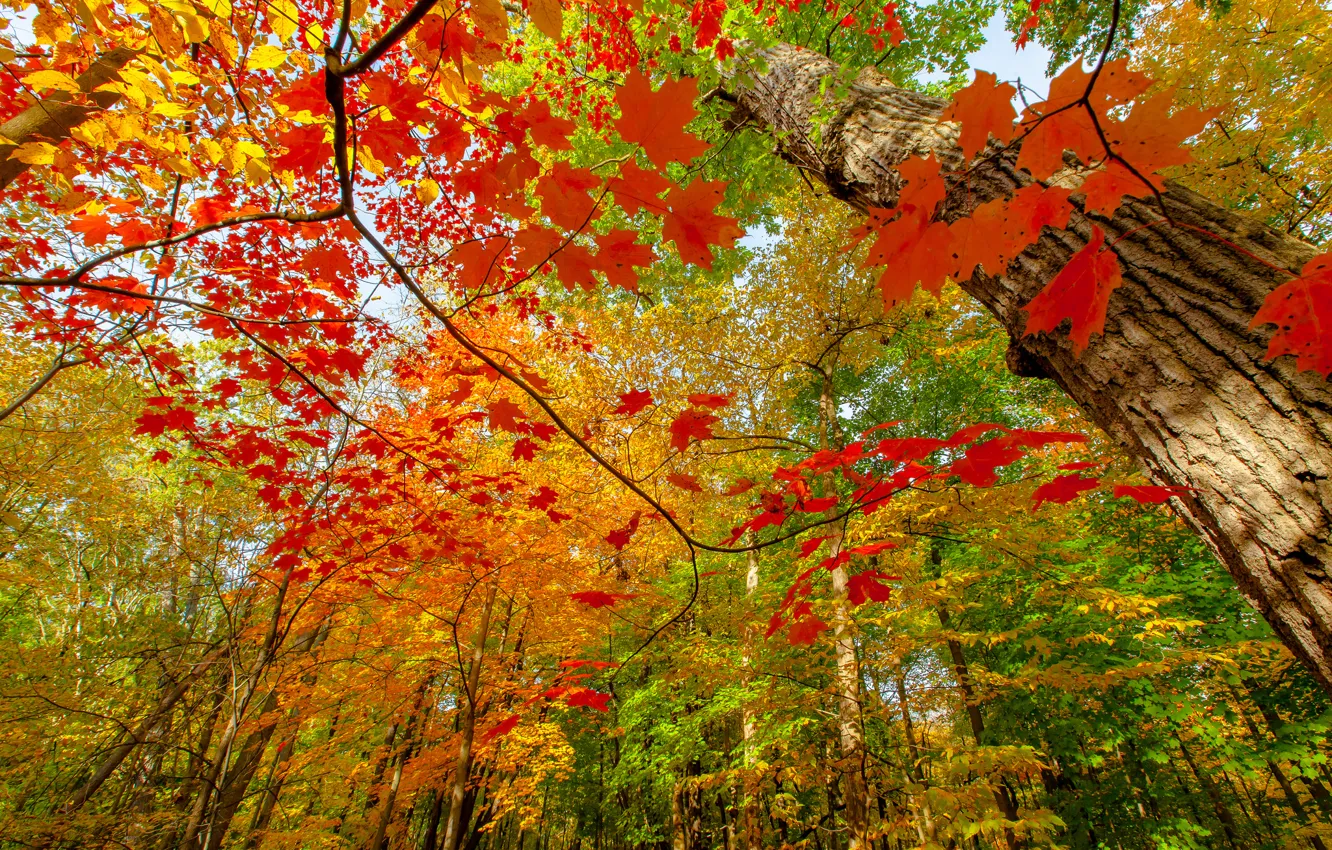 Photo wallpaper autumn, forest, branches, nature, paint, foliage