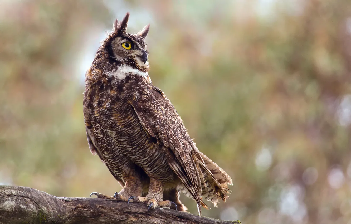 Photo wallpaper branches, background, bird, bokeh, Virgin Filin
