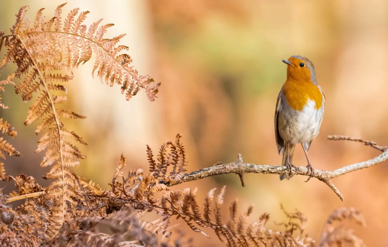 Photo wallpaper leaves, orange, branches, background, bird, fern, Robin