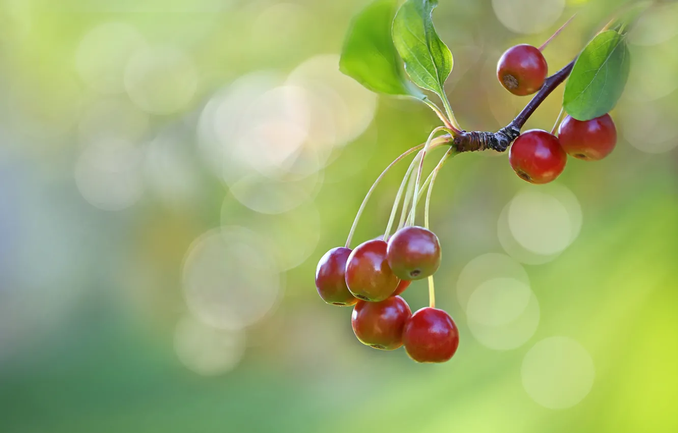Photo wallpaper branches, background, Ranetki, apples