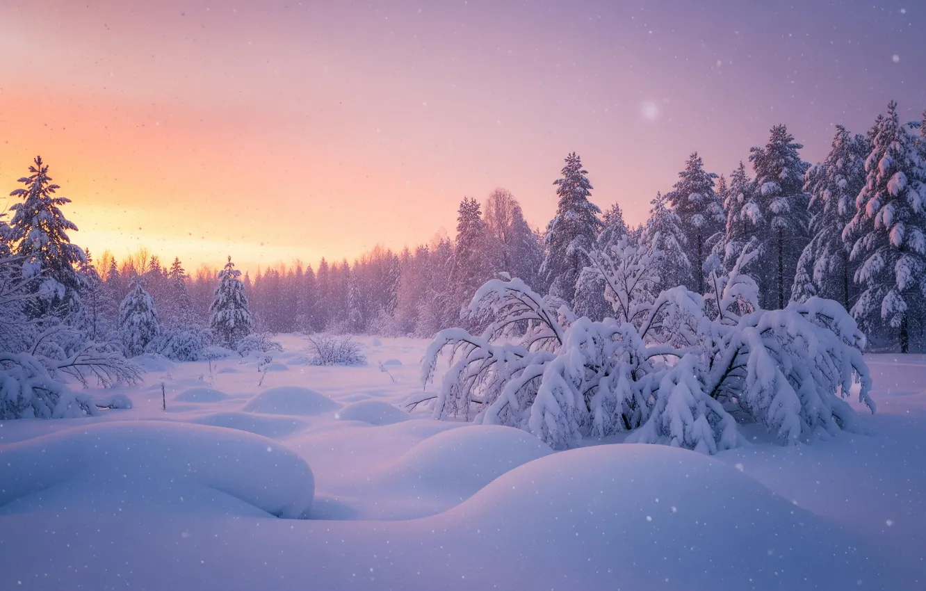 Photo wallpaper winter, forest, snow, sunset, the snow