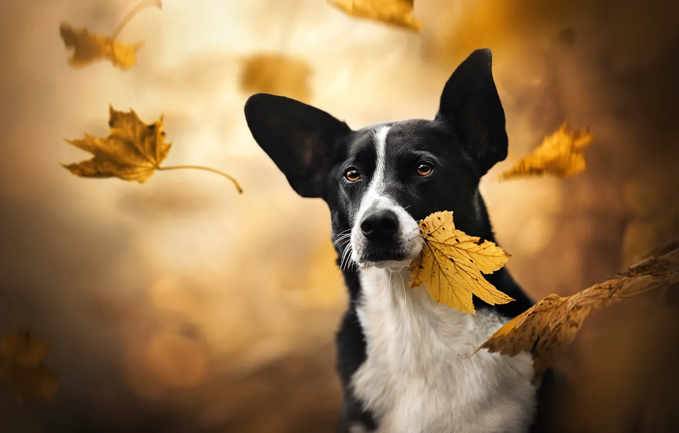 Photo wallpaper autumn, look, face, leaves, dog, maple leaf, bokeh, Welsh Corgi
