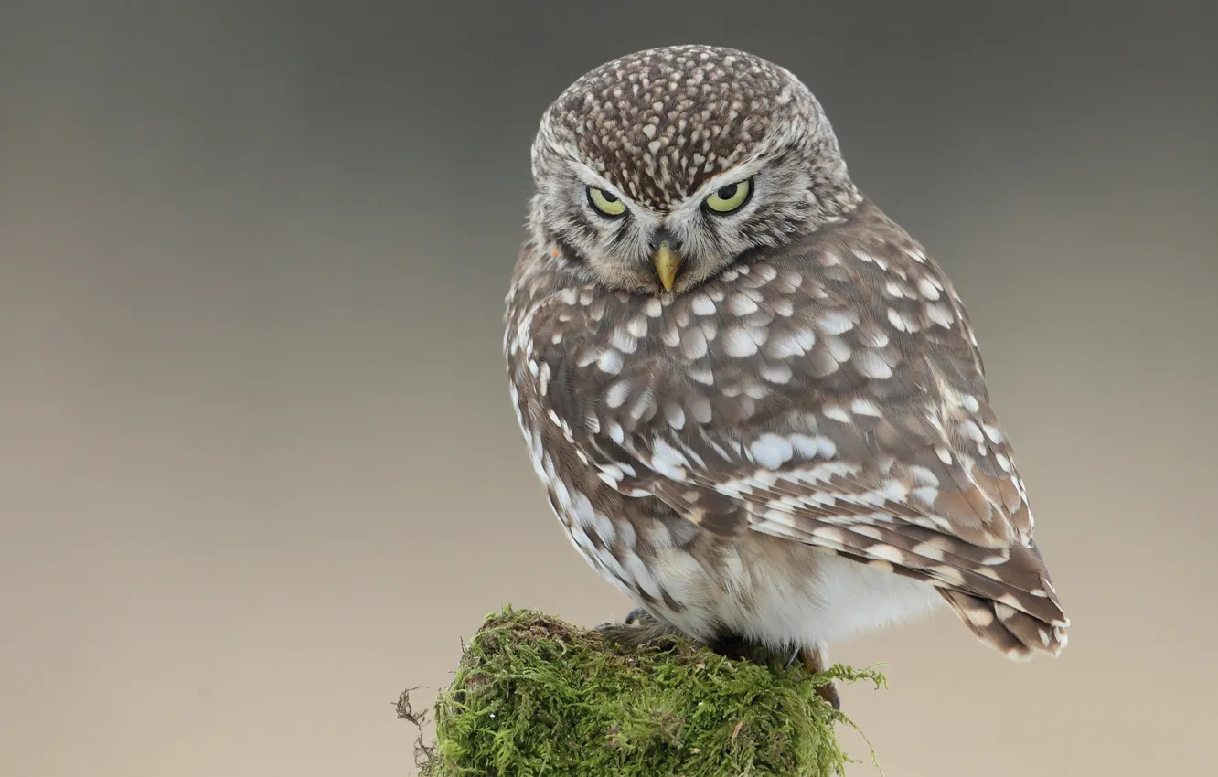 Photo wallpaper look, owl, bird, posts, moss