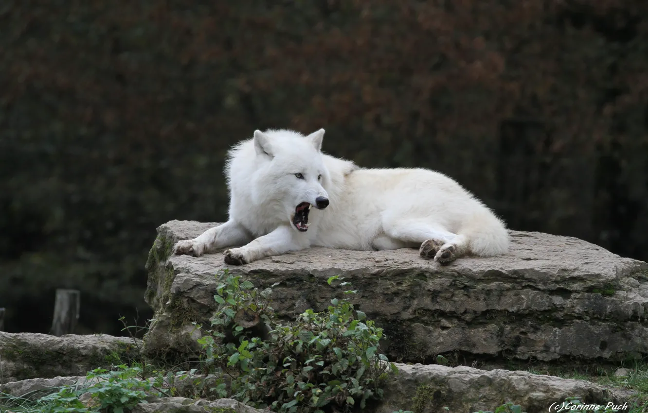 Photo wallpaper white, stay, stone, wolf