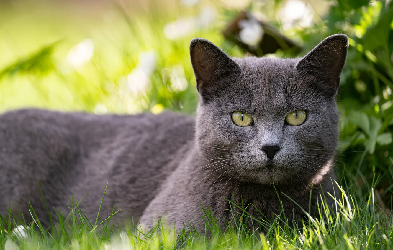 Photo wallpaper cat, cat, look, pose, grey, face