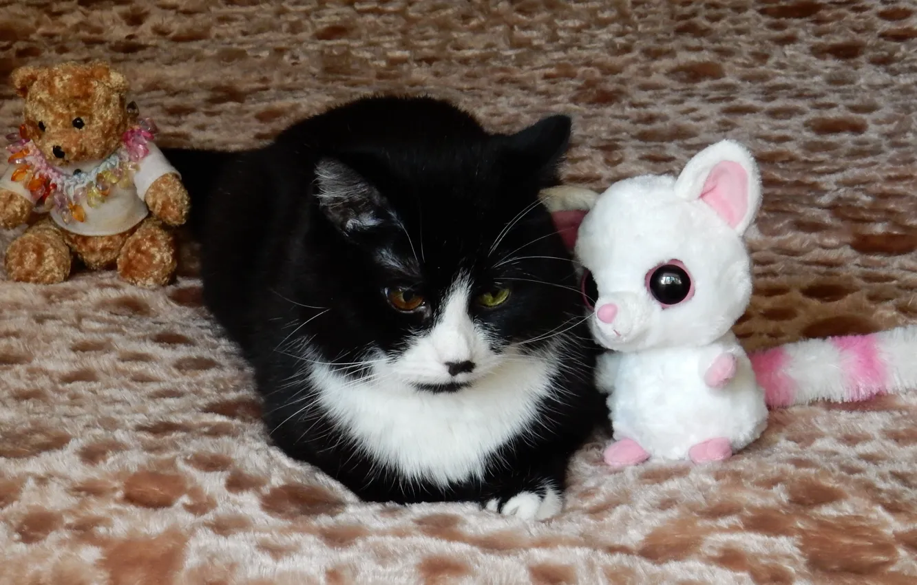 Photo wallpaper cat, cat, look, animal, widescreen, Wallpaper, toy, wallpaper