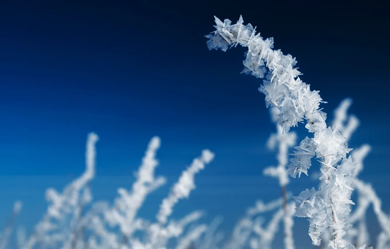 Photo wallpaper cold, ice, winter, branches, ice, frost