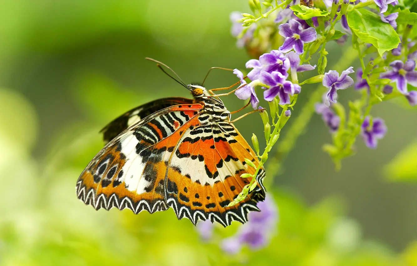 Photo wallpaper flowers, butterfly, plant, wings, insect, moth