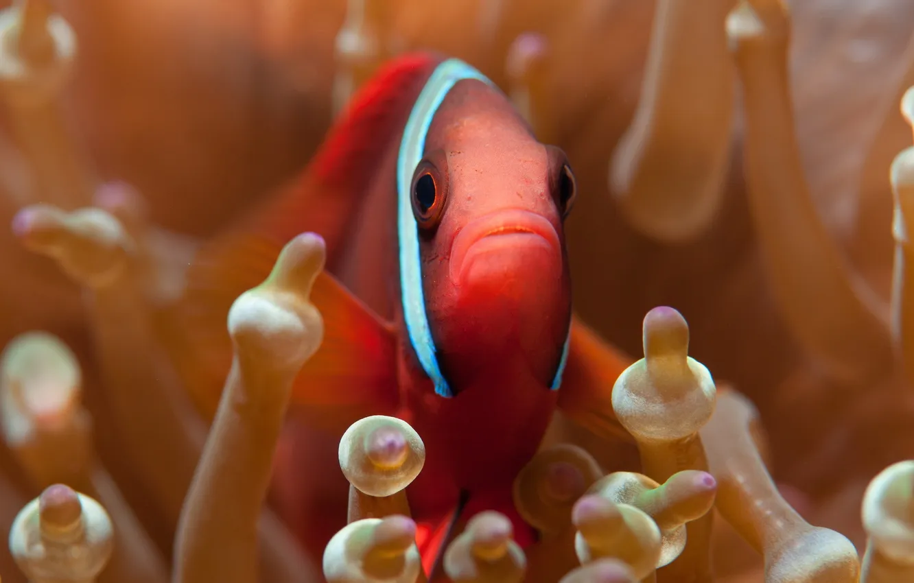Photo wallpaper fish, sea anemones, sea anemones, Amphiprion frenatus
