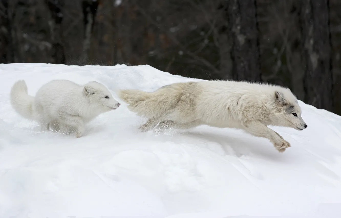 Photo wallpaper Canada, Parc Omega, Canadian Arctic Foxes