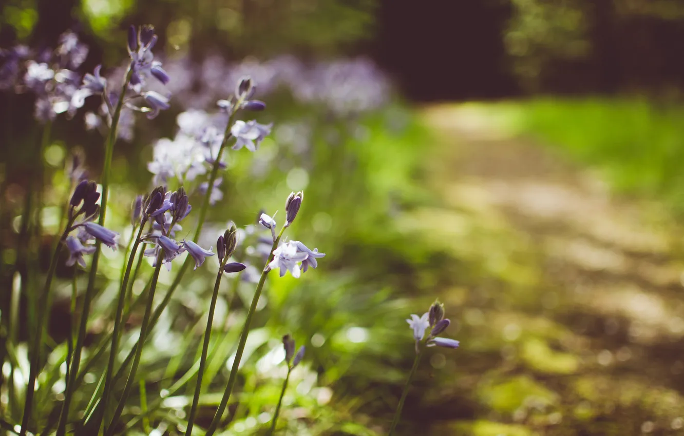 Photo wallpaper grass, flowers, petals, lilac