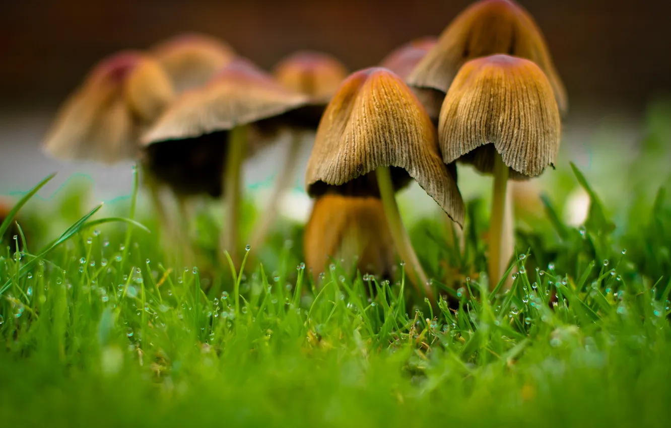 Photo wallpaper macro, nature, grtly