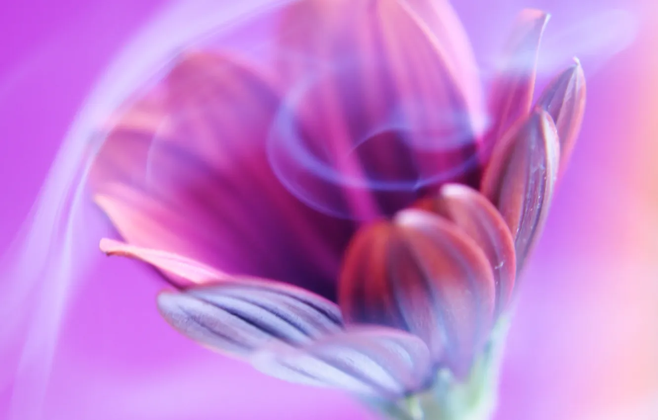 Photo wallpaper flowers, macro, good