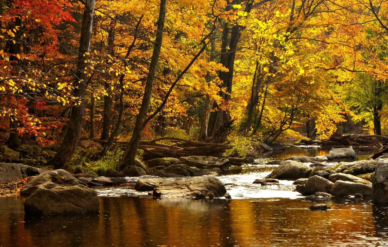 Photo wallpaper autumn, forest, water, trees, mountains, nature, river, stones